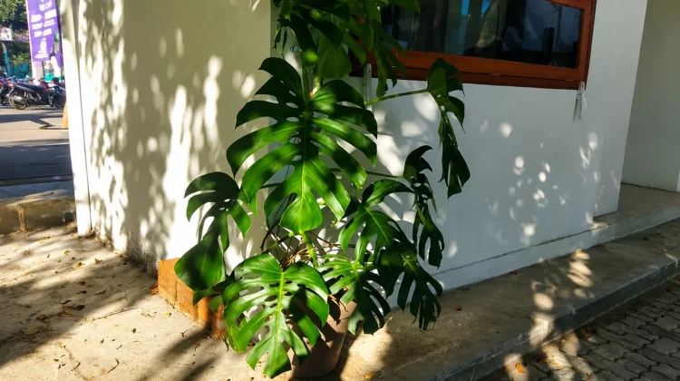 Mengenal Monstera Deliciosa, Tanaman Hias Tropis dengan Daun Ikonik