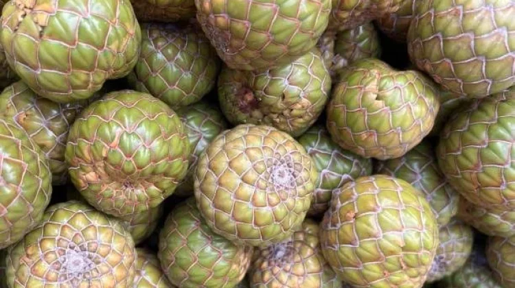Khasiat Buah Rumbia untuk Pria dan Wanita
