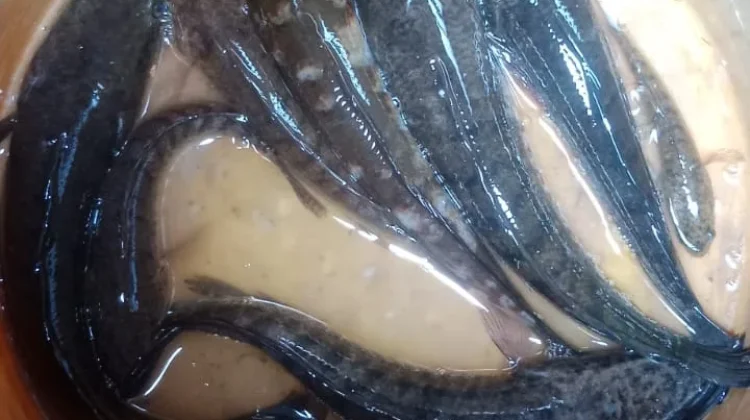Khasiat Ikan Gabus untuk Anak