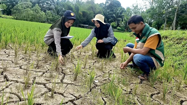 Sawah di Aceh Barat Kekeringan, Penyuluh Turun, Pemda Distribusi Pompanisasi