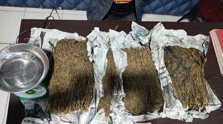 Satresnarkoba Polres Aceh Barat Tangkap DPO Sita 31 Kilogram Ganja