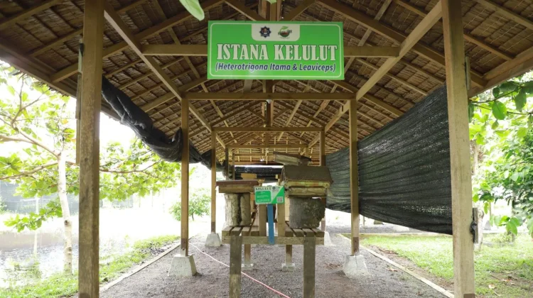 Universitas Teuku Umar Kembangkan Riset Madu dalam Budidaya