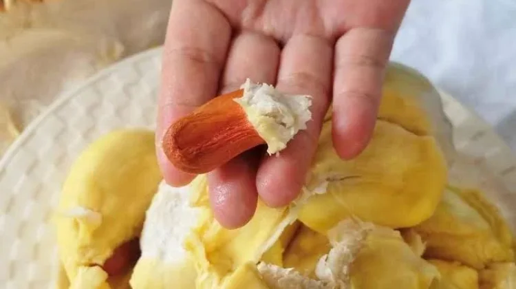 Biji Durian Harta Karun yang Sering Terbuang Begitu Saja