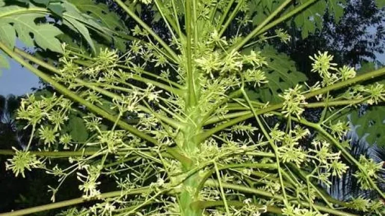 Bunga Pepaya Sumber Nutrisi Alami yang Baik untuk Ibu dan Janin
