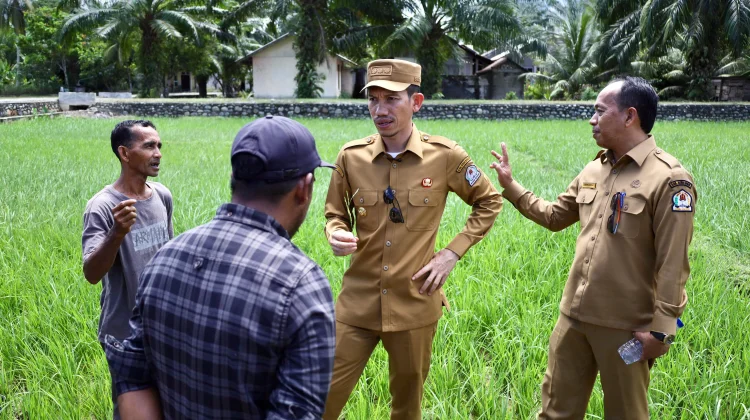 Sawah Masyarakat Aceh Barat Mengalami Kekeringan