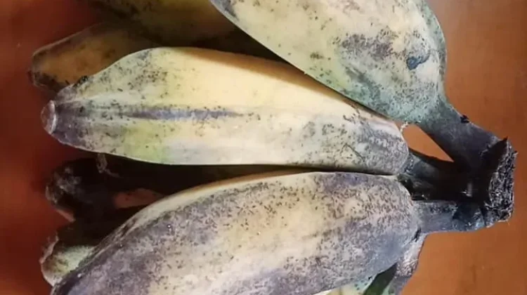 Pisang Kepok Buah Sederhana dengan Manfaat Luar Biasa untuk Pria dan Wanita