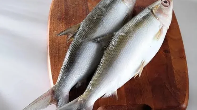 Keunggulan Ikan Bandeng Bagi Tubuh Orang Dewasa