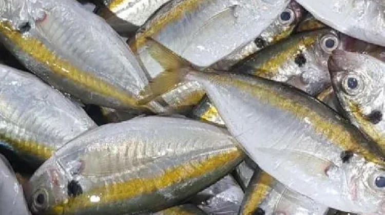 Ikan Selar untuk Pria dan Wanita Nutrisi Laut yang Mendukung Tubuh Tetap Prima
