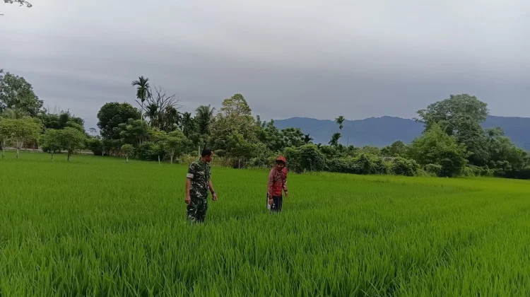 Babinsa Kodim Abdya Memantau Pertumbuhan Padi Bersama Petani