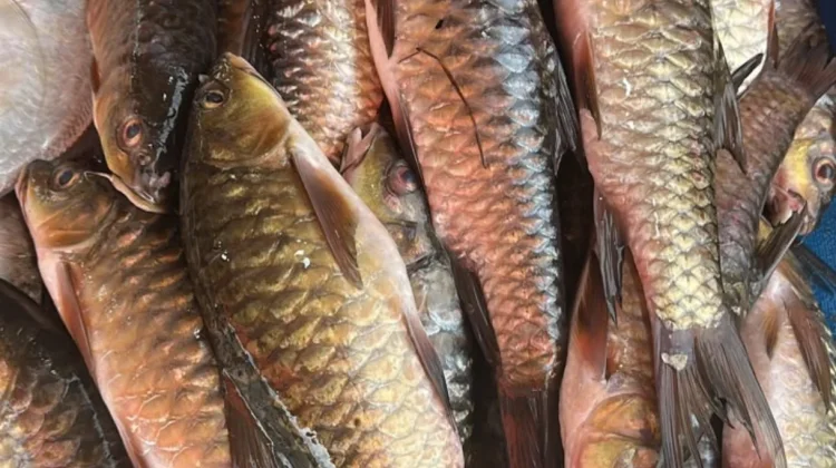 Mengapa Ikan Kerling Aceh Dibanderol Harga Fantastis?
