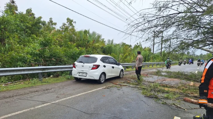 Pohon Tumbang di Jalur Nasional, Polisi dan BPBD Gerak Cepat Atasi Kemacetan