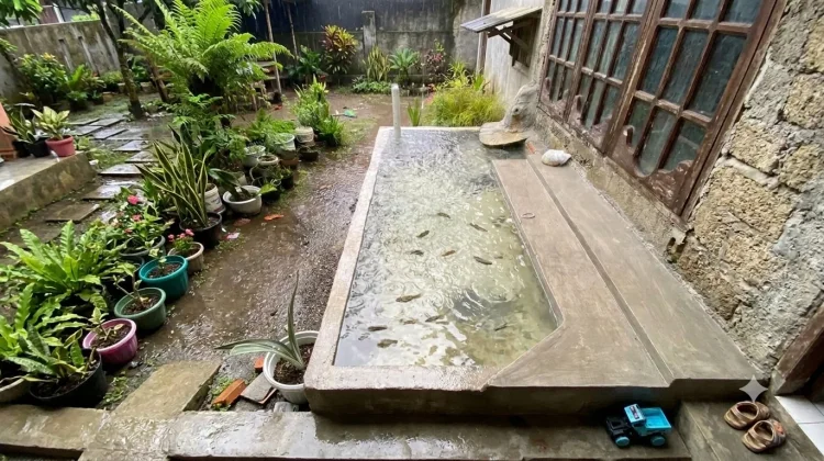 Musim Hujan Tiba, Jaga Kolam Ikan agar Bebas Jentik Nyamuk