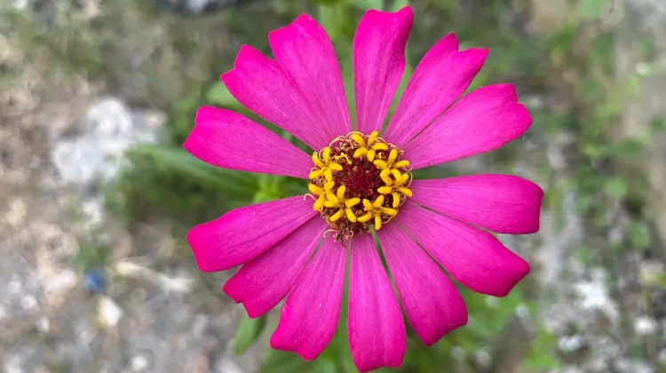 Bunga Zinnia, Tanaman Legendaris yang Tumbuh Liar namun Tetap Mempesona