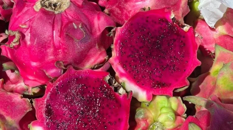 Misteri Keunikan Buah Naga yang Jarang Diketahui