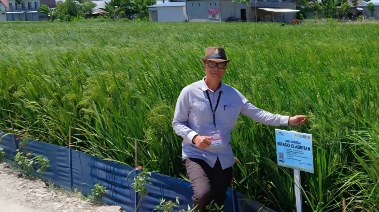 Pemkab Nagan Raya Usulkan 129 Hektare Sawah Rusak Akibat Bencana untuk Direhabili