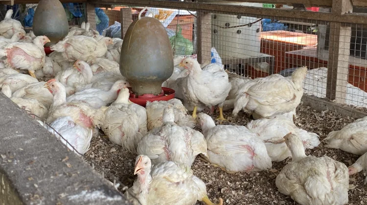Harga Ayam Potong di Aceh Barat Naik jelang Perayaan Maulid