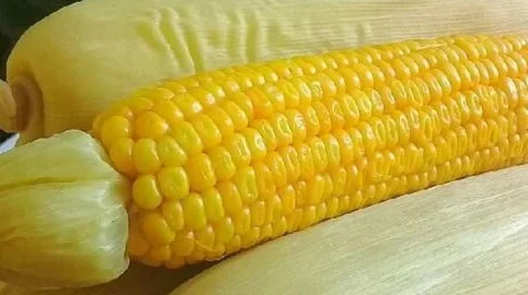 Cara Tepat Merebus Jagung agar Rasa Manis Alaminya Tidak Hilang