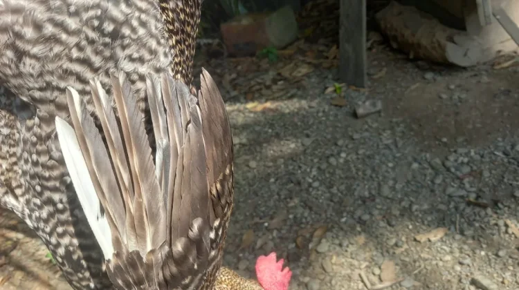 Penyakit Mendadak Serang Ayam Kampung Warga Tamping, Peternak Resah Jelang Maulid