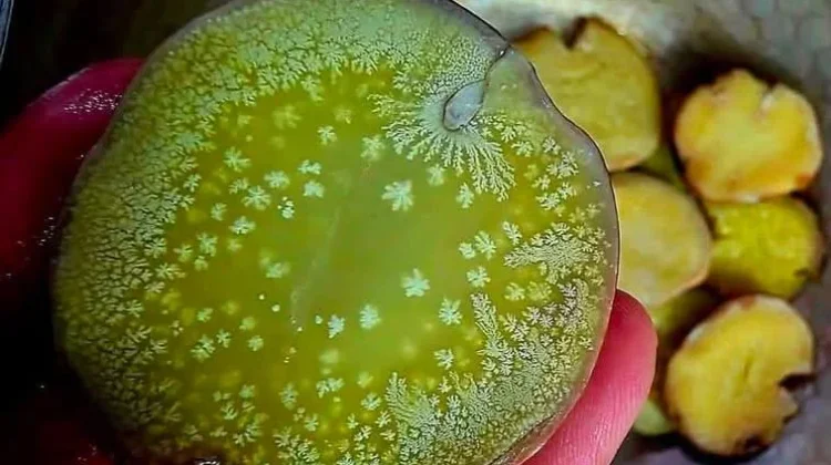 Muncul Zat Putih pada Jengkol, Apakah Berbahaya? Ini Penjelasannya
