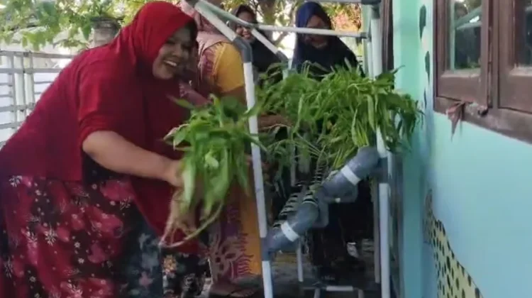 PPK ORMAWA HIMAK3 FIK UTU Panen Kebun Sayur Hidroponik di Desa Kuala Bubon