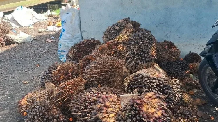 Dinas Perkebunan dan peternakan Aceh Barat Perkuat Pengawasan Harga TBS