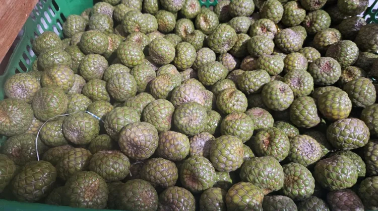 Manfaat Buah Rumbia untuk Kesehatan, Membantu Menjaga Kesehatan Pencernaan