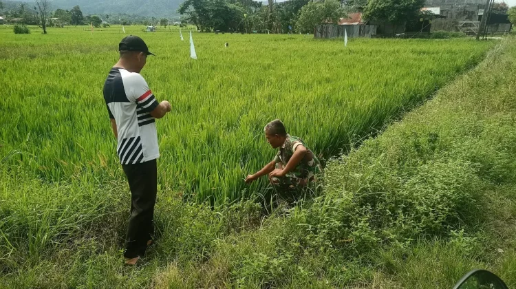 Babinsa Koramil Susoh Bersama Keujrun Blang Kontrol Perkembangan Padi Petani