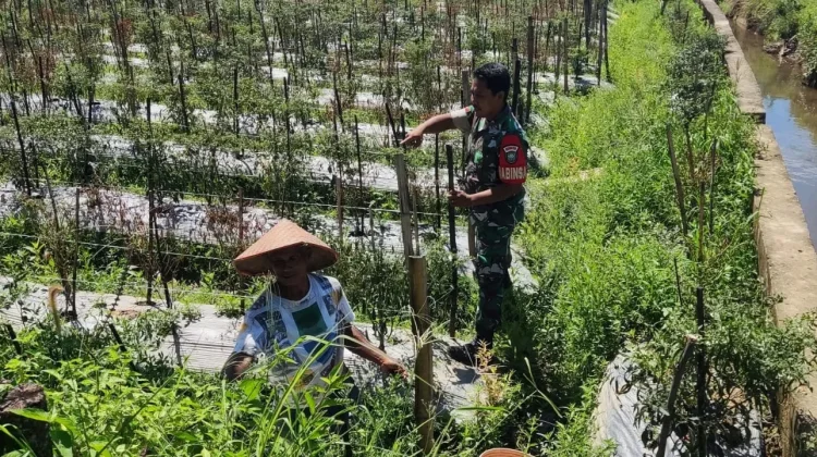 Babinsa Koramil Susoh Kodim 0110/Abdya Bina Petani Cabai di Masyarakat