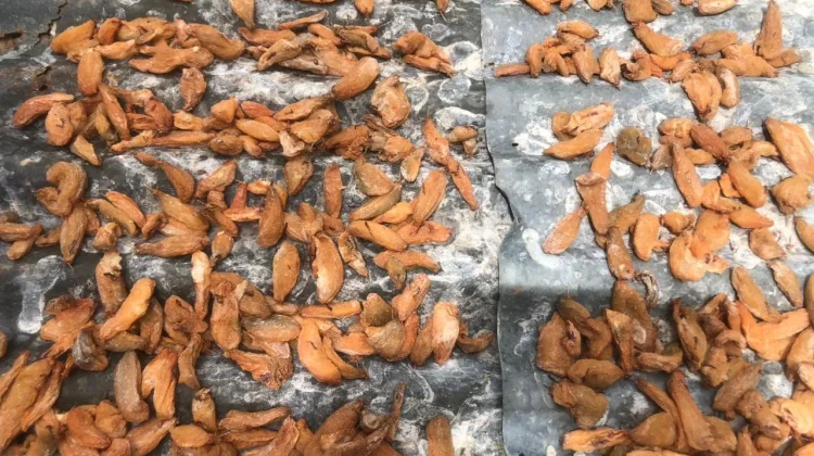 Asam Sunti, Bumbu Dapur Khas Aceh yang Harus Dijemur hingga Kering