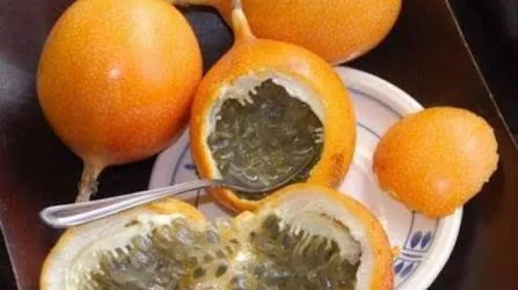 Manfaat Buah Markisa untuk Anak Kaya Vitamin Baik untuk Melengkapi Asupan Gizi