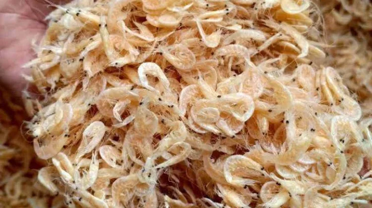 Ebi Punya Sejumlah Nutrisi untuk Kesehatan Pria dan Wanita