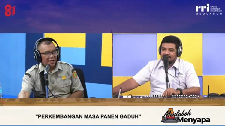 Panen Gadu di Kaway XVI Mulai Berlangsung, Capai 20 Hektare