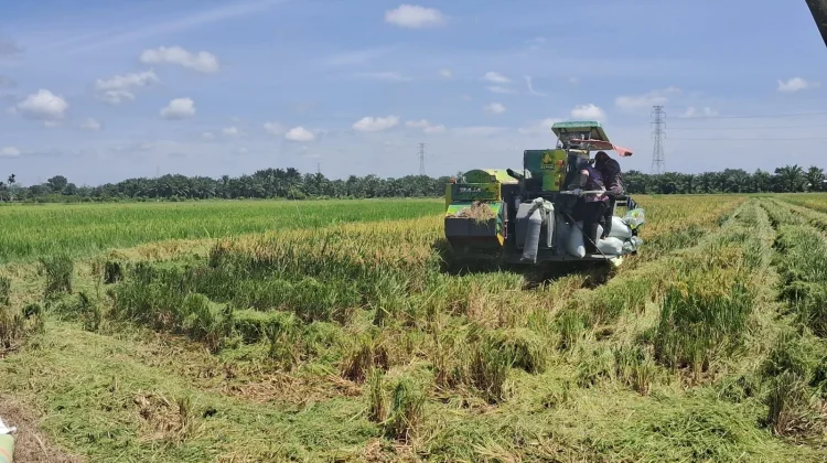 Kaway XVI Berpeluang Tingkatkan Indeks Pertanaman Jadi Tiga Kali