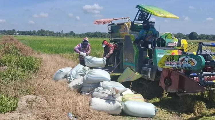 Panen Padi Kaway XVI Diprediksi Meningkat meski Terkendala Kemarau