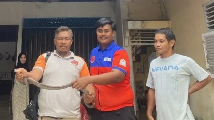 BPBD Aceh Barat Evakuasi Kobra yang Masuk Permukiman Warga