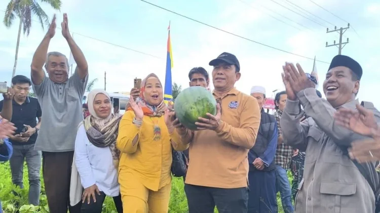 Panen 25 Ton Semangka tanpa Biji Dorong Ekonomi Petani Simeulue
