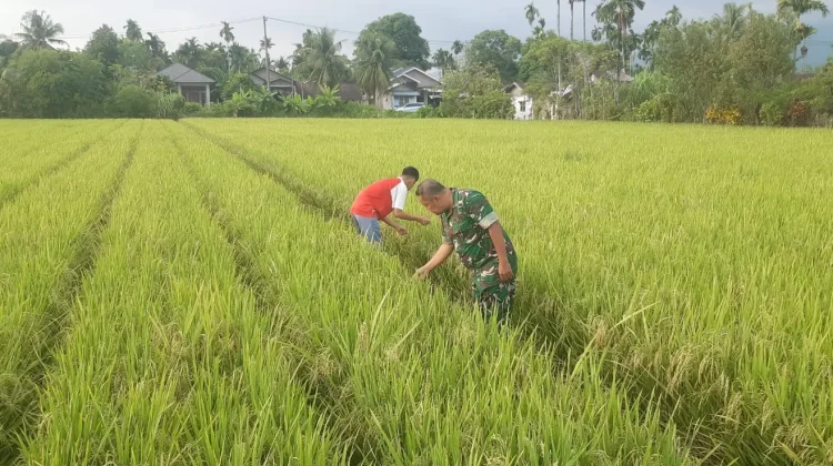 Babinsa Dampingi Keujrun Sawah di Susoh Cek Kondisi Padi