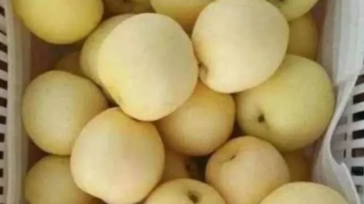 Manfaat Buah Pir untuk Anak