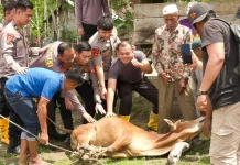 Mahasiswa STIK 83 Sumbang Dua Sapi Meugang