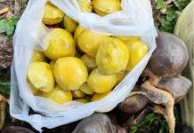 Bau Bukan Masalah, Jengkol Tetap Jadi Primadona Lidah!