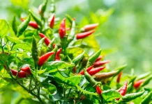 Manfaat Cabe untuk Saluran Pencernaan