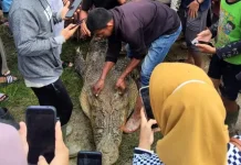 Warga Simeulue Tewas Diterkam Buaya, FJL Desak DKP Bertindak