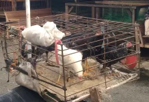Harga Ayam Kampung di Meulaboh Melonjak, Stok Semakin Langka
