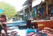 Pasokan Menipis, Harga Ikan Segar di Aceh Barat Naik hingga 60 Persen