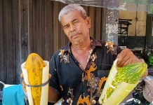 Pedangang Buah Timun Kapur Bermunculan di Pasar Meulaboh