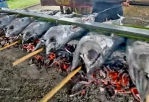 Ikan Bakar Samahani Primadona Buka Puasa