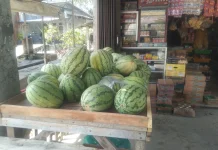 Harga Timun Semangka Stabil di Bulan Puasa