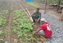 Babinsa Bantu Masyarakat Optimalkan Lahan Tidur Menjadi Produktif