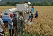 Babinsa Kodim 0110 /Abdya Dampingi Petani Panen Padi
