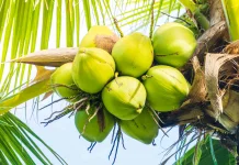 Manfaat Sehat Berbuka Puasa dengan Air Kelapa Muda